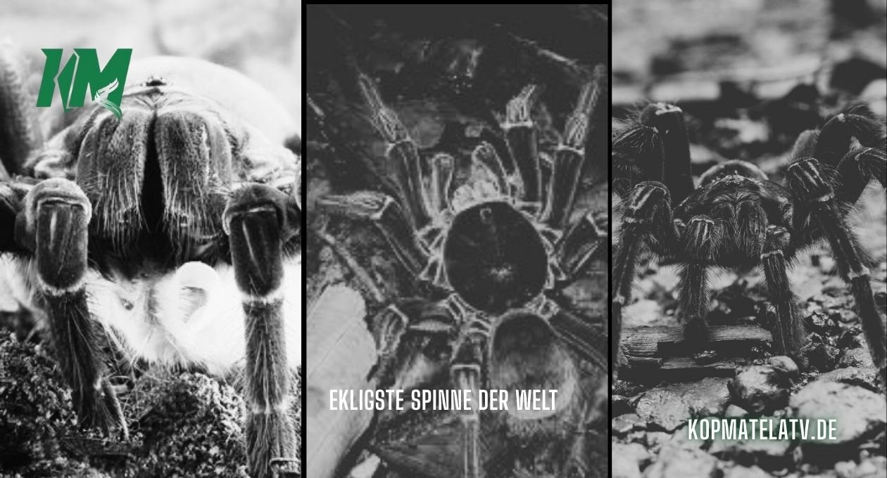 ekligste spinne der welt
